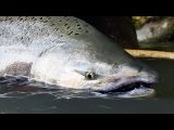 Chinook Salmon Fly Fishing