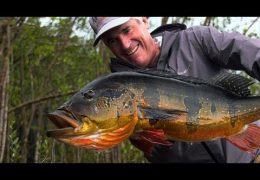Amazon Peacock Bass