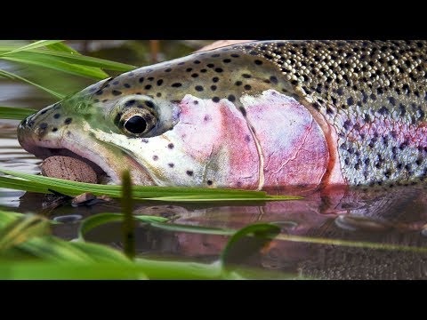 Aniak – Fly Fishing Alaska with Mouse Flies.